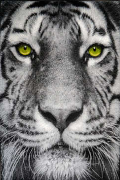 KOLIBRI 11179 19355 Сучасні килими на тканій основі, ворс середній - 9 мм, вага 2,2 кг/м2, нитка - фрiзе. У дитячу, вітальню і спальню. Зроблені в Україні 242х363