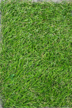 MAGNOLIA 6957 20956 Искусственная трава MAGNOLIA - ворс 30 мм, вес 2,03  кг/м2 сделано в Бельгии 242х363