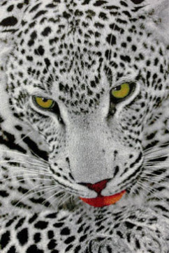 KOLIBRI 11122 20384 Сучасні килими на тканій основі, ворс середній - 9 мм, вага 2,2 кг/м2, нитка - фрiзе. У дитячу, вітальню і спальню. Зроблені в Україні 242х363