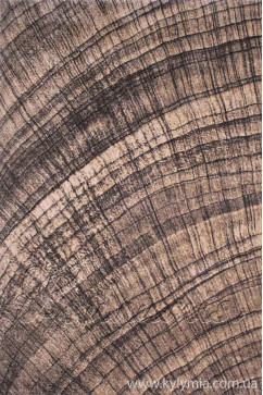 FIRENZE 6244 14868 Ковры из высококачественного полипропилена. Оригинальны  пестрыми и контрастными красками. 242х363